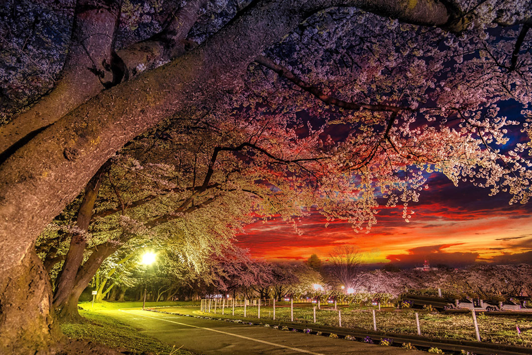 夕陽と霞城公園の桜